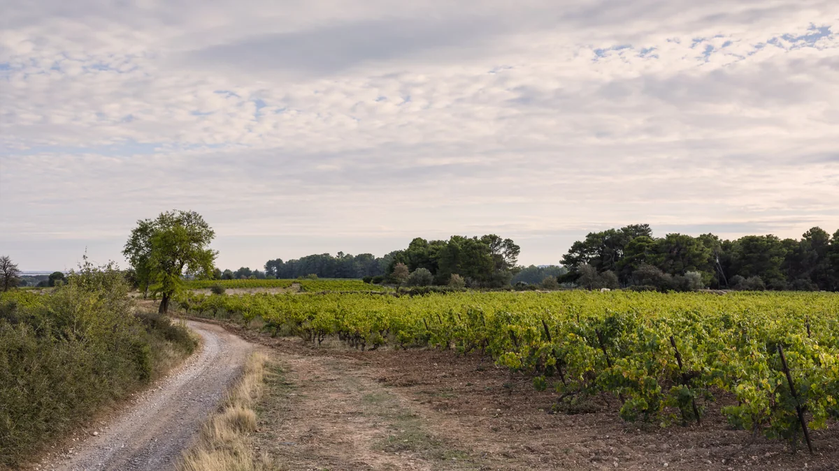 Des rangs de vignes bordent un chemin dans le paysage de Castelnau-de-Guers, dans l’Hérault