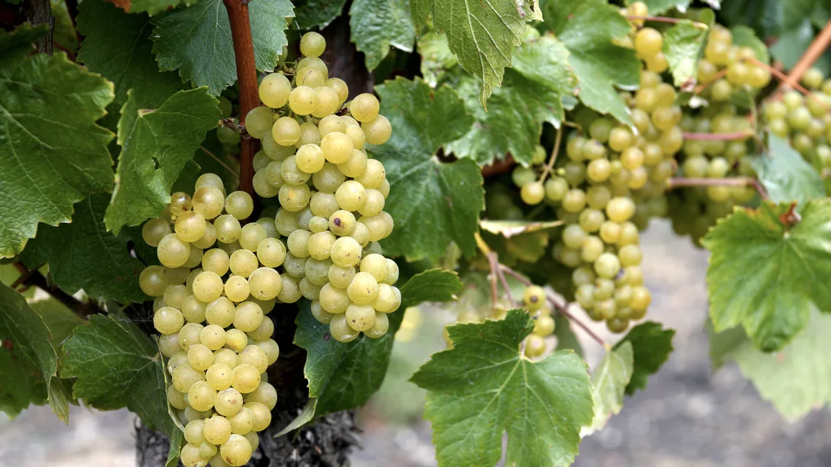 Grappes de chardonnay mûres dans une vigne