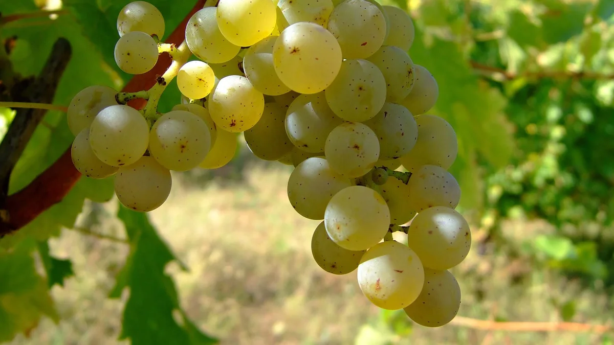 Grappe de sauvignon blanc mûre sur la vigne