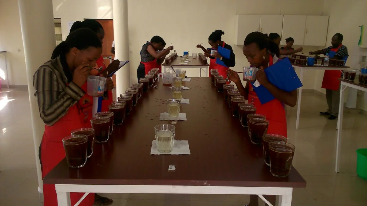Des personnes évaluent plusieurs tasses de café alignées lors d'une séance de cupping