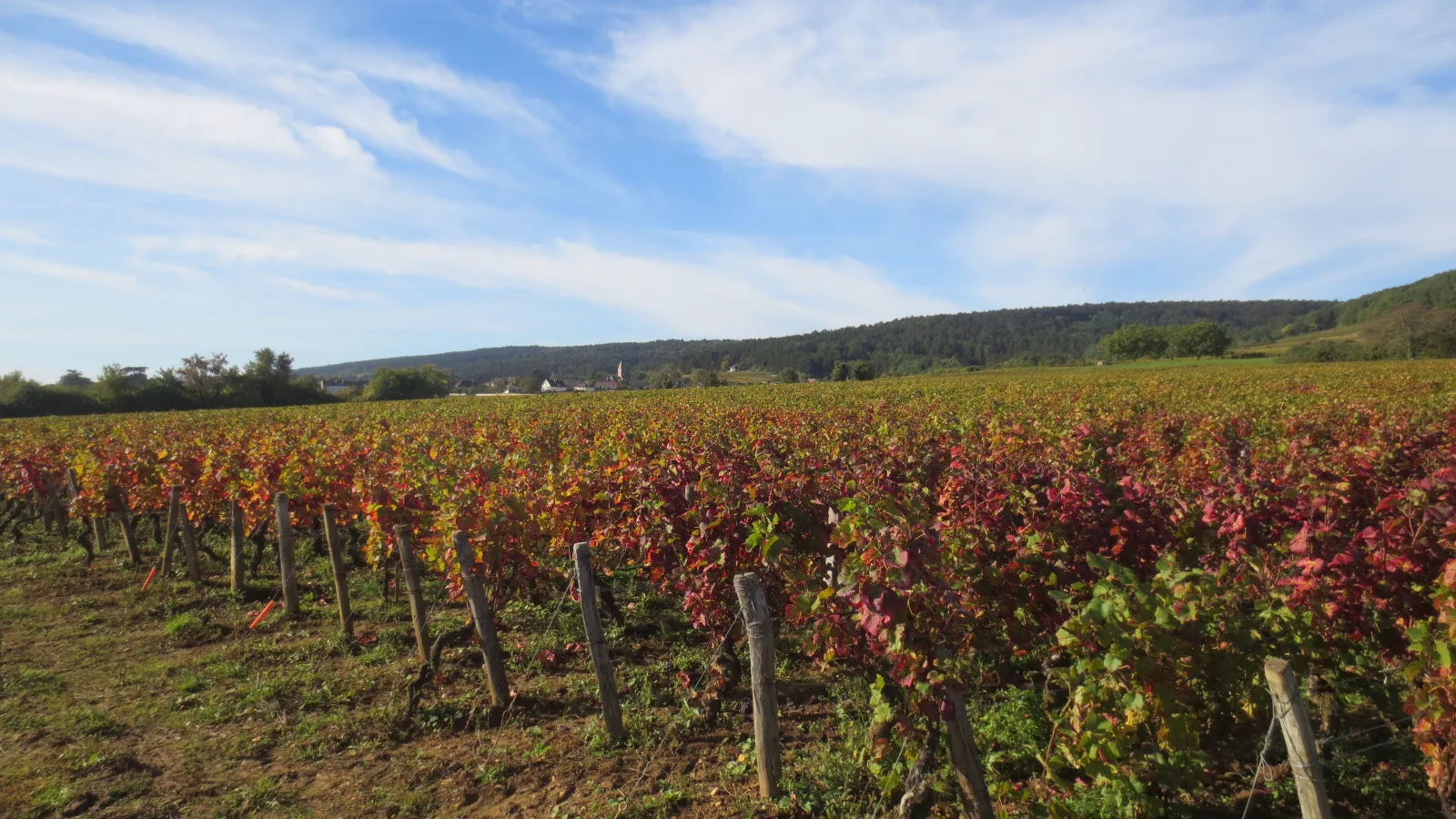 Rangées de vignes aux couleurs d’automne dans le vignoble de Fixin en Bourgogne